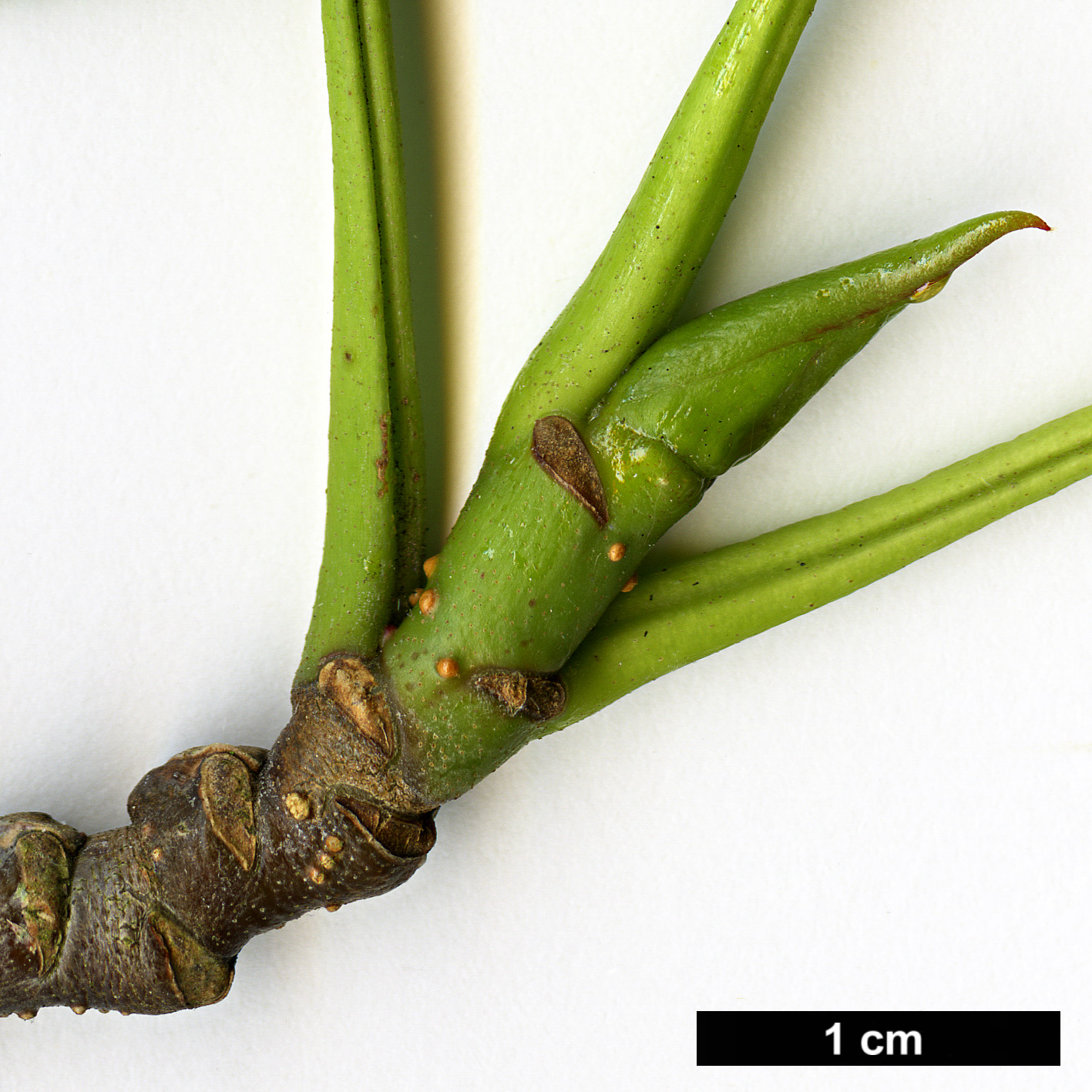 High resolution image: Family: Betulaceae - Genus: Alnus - Taxon: aff. maximowiczii